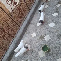 کفتر طوقی|پرنده|همدان, |دیوار