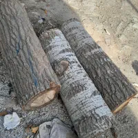 خرید انواع چوب خوشک ودرخت|خدمات باغبانی و درختکاری|اسدآباد, |دیوار