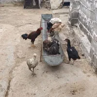 مرغ خروس جوجه لاری اصیل ترک افغان