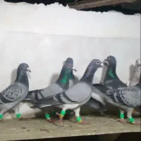 20تاآلمانی گلچین همه باهم دانه550همش 11میلیون تهش