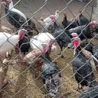 بقلمون محلی