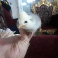 جوجه گلین لری عشایری چلتاج ریشی فول کیفیت