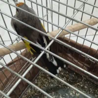 سهره کرمونی بخون3میلیون|پرنده|پاکدشت, حصار امیر|دیوار