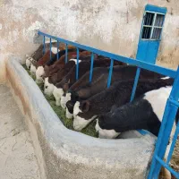گوساله سیمینتال ۱۳۰کیلو نر