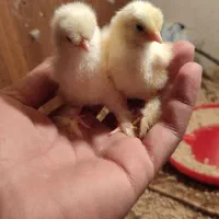 جوجه کوشین بانتام
