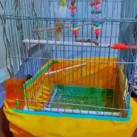 عروس هندی ماده