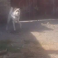 واگذاری سگ گله و نگهبان|سگ|مشهد, شهرک صنعتی توس|دیوار