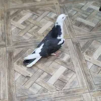کفتر کبوتر پرنده|پرنده|قم, صدوق|دیوار