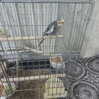 عروس هلندی نر سخنگو مست مست