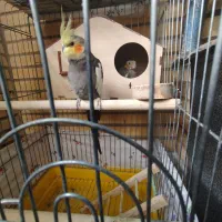 یک جفت عروس هلندی|پرنده|قم, پردیسان|دیوار