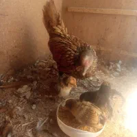 مرغ خروس مینیاتوری و مرغ و جوجه های مینیاتوری