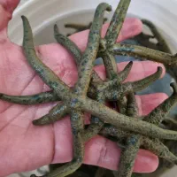 ..ابشورماهی و ..mahi|ماهی|تهران, جوادیه تهرانپارس|دیوار