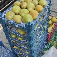 گلابی