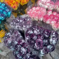 کارگر وارد گلخانه گل رز