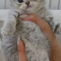 گربه اسکاتیش و بریتیش اصیل