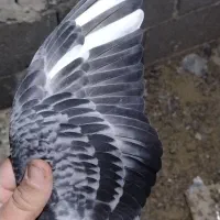 جوجه پولک|پرنده|درمیان, |دیوار