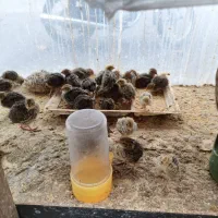 بلدرچین|حیوانات مزرعه|آستارا, |دیوار