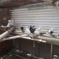 دمبسیاه و قهوه ای