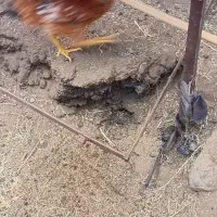 خاک گاو وگوسفند|گل و گیاه طبیعی|بم, |دیوار