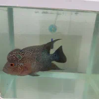 ماهی فلاور هد