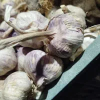 سیر قرمز