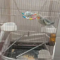 عروس هلندی ومرغ عشق