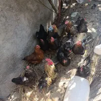 مرغ و خروس بومی