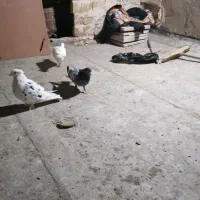 کبوتر تهران