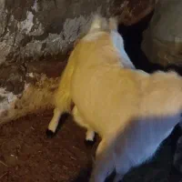 چپش  بزغاله نر چاق