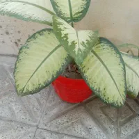 گل آپارتمانی
