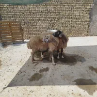 میش حامله