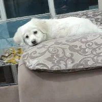 سگ پامر اشپتیز|سگ|اصفهان, پروین|دیوار