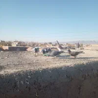 کبوتر و قفس