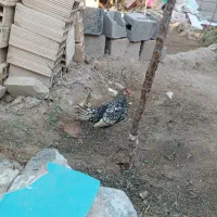 مرغ خروس مینیاتوری|حیوانات مزرعه|جغتای, |دیوار