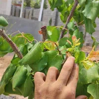 بازدید و عیب یابی از گل و گیاه آپارتمانی و باغ
