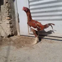 خروس ومرغ لاری