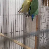 کوتوله برزیلی|پرنده|مرودشت, ژیان|دیوار