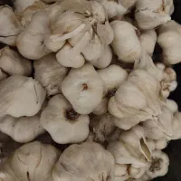 سیر محلی