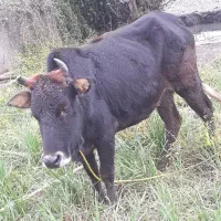 ۱راس لیشه دورگ محلی ۱ساله ورزا گاو