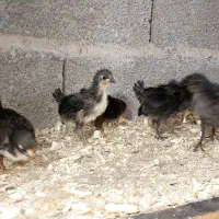 جوجه مرغ و خروس گلین|حیوانات مزرعه|رشت, بوسار|دیوار