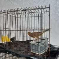 قناری|پرنده|شیراز, ماه فیروزان|دیوار