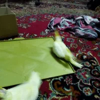 سلام جوجه عروس نژاد 6تخمه برای دستی کردن|پرنده|قم, شهرک امام حسین|دیوار