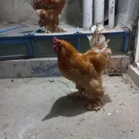 برهمای واقعی و اصل|حیوانات مزرعه|زاهدان, |دیوار