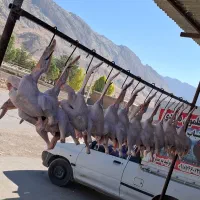 بوقلمون زنده وگوشت بوقلمون|حیوانات مزرعه|شباب, |دیوار