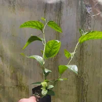 نهال پشن فروت ارغوانی|خدمات باغبانی و درختکاری|لاهیجان, آهندان|دیوار