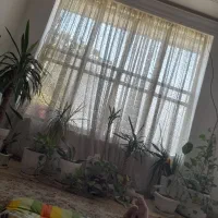 اجاره خانه ویلایی ۱۳۵ متری ۲ خوابه در دشت چنار|اجارهٔ خانه و ویلا|شیراز, دشت چنار|دیوار