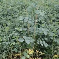 درختچه گل محمدی تخفیف خورد