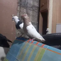 کله دمبی ماده