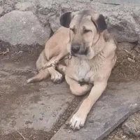 توله ماده کرد ۷ ماهه|سگ|تویسرکان, |دیوار