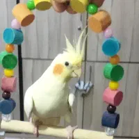 جفت عروس هلندی|پرنده|خرمشهر, |دیوار